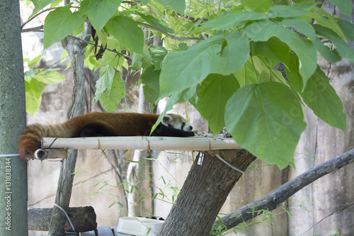 Red Panda