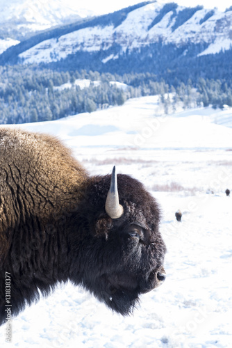 Bison Profile In Snow with mountain background