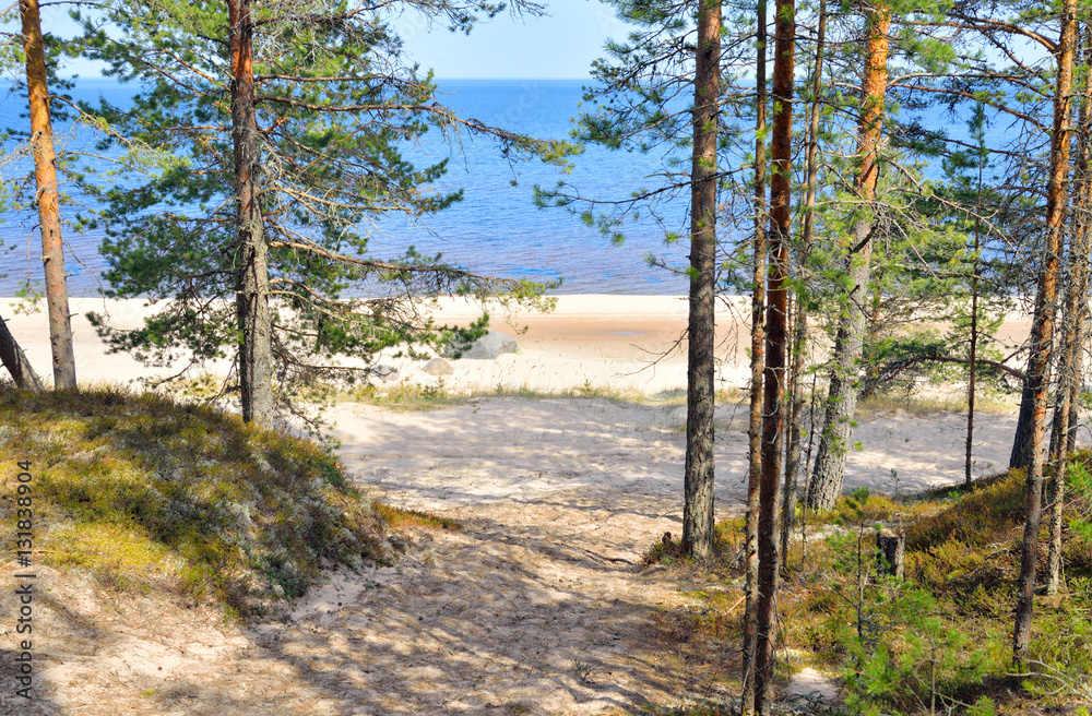 Pine tree forest on coast of Ladoga lake. Pine tree forest on coast of Ladoga lake.