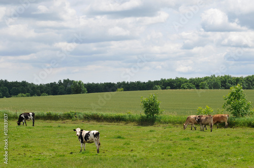 Cows in Pasture