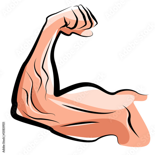 Mięśnie / biceps