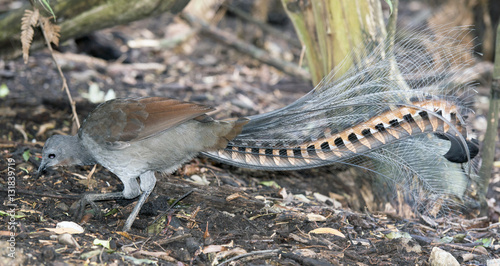 Lyrebird scratching for worms and insects. photo