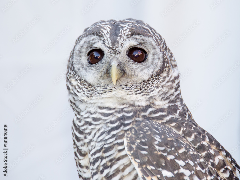 Fototapeta premium Little owl portrait