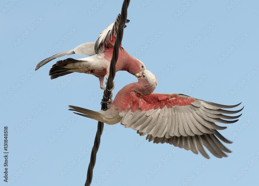 Fototapeta premium galahs on telegraph wires
