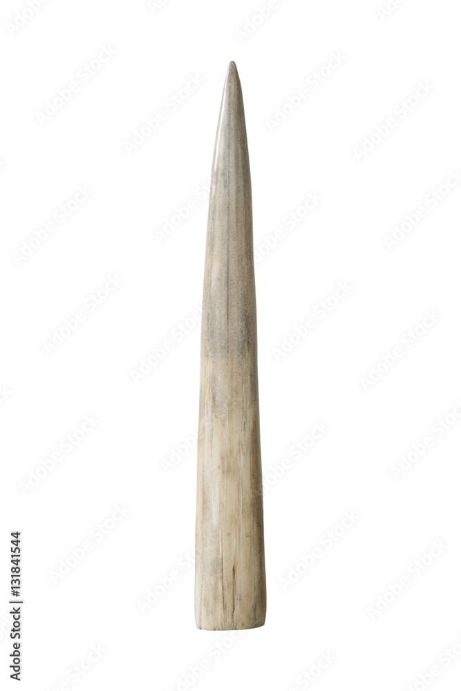 Fototapeta premium Ivory tusk on white background