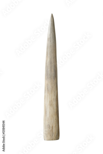 Ivory tusk on white background