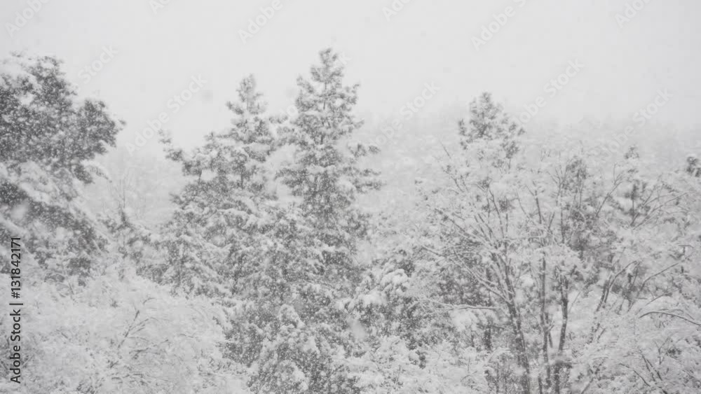 Heavy snow falling on trees. Heavy snow falling on trees.