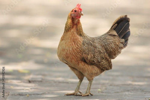 Red Junglefowl (Gallus gallus) in Thailand

 photo