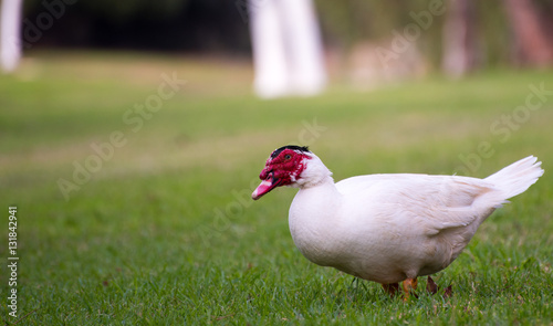 A Muscovy Duck Walking