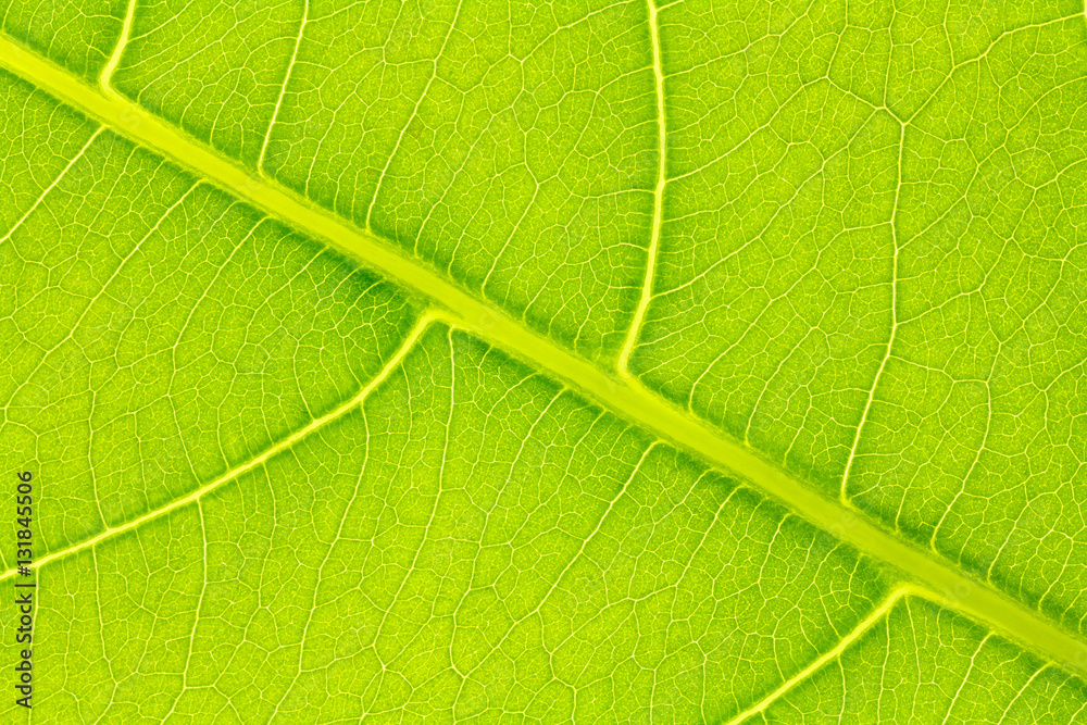 Leaf texture, leaf background for design with copy space for text or image. Leaf motifs that occurs natural.