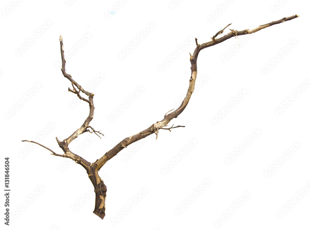 close up of dry branch