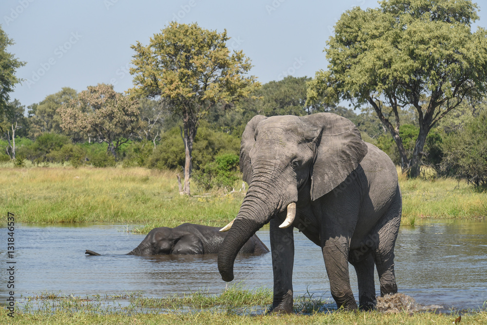 Fototapeta premium two elephants