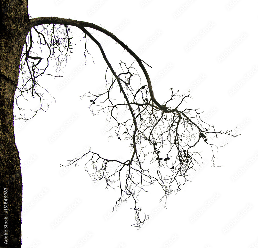 close up of dry branch close up of dry branch