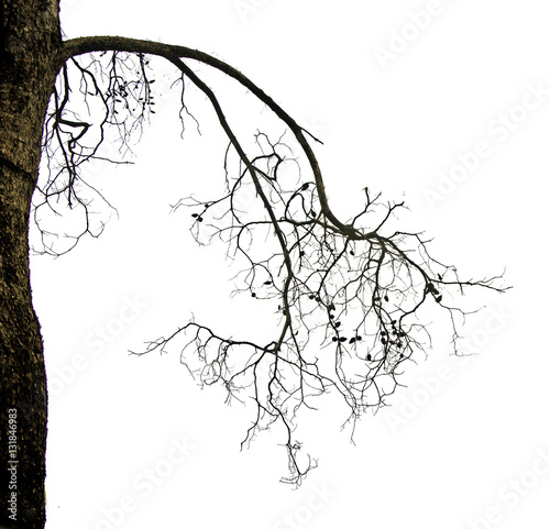 close up of dry branch