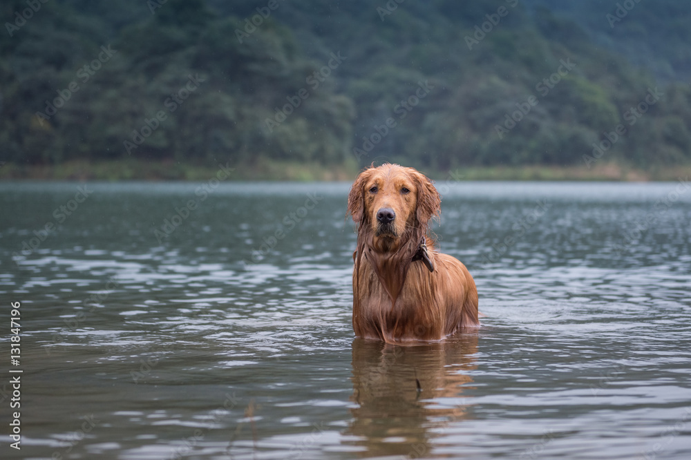 golden retriever in the river