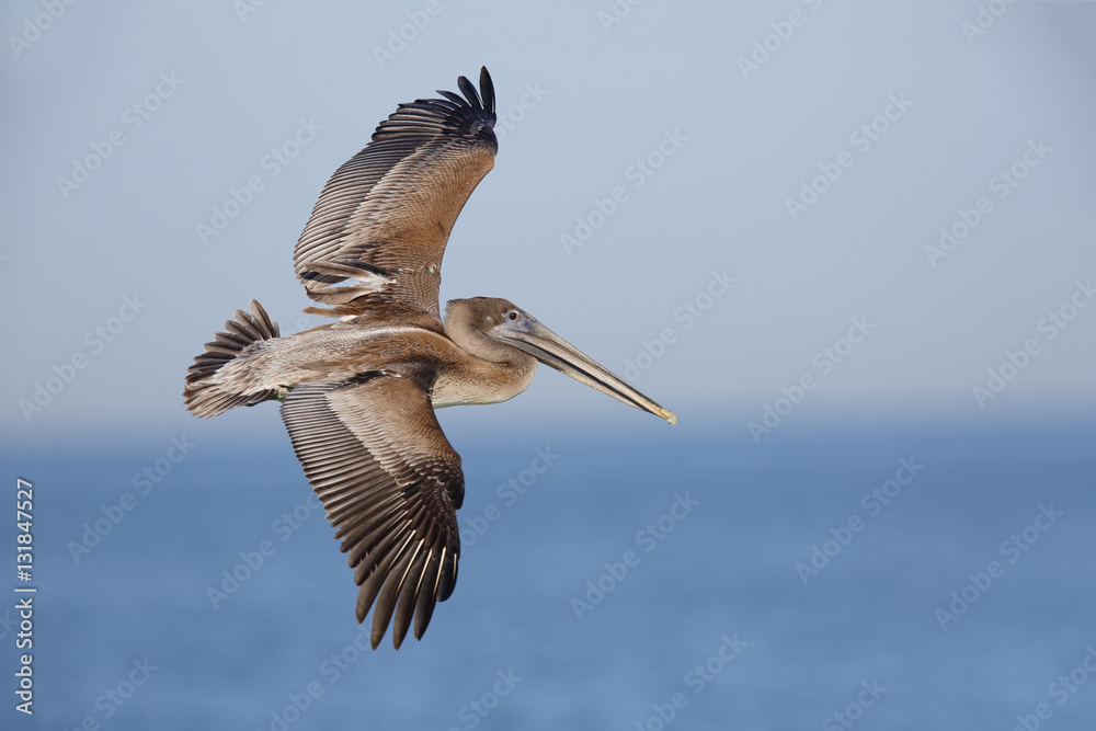 Obraz premium Brown Pelican in flight - St. Petersburg, Florida