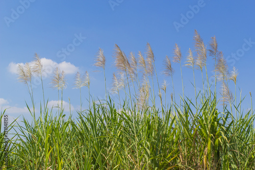 reed grass and blue sky