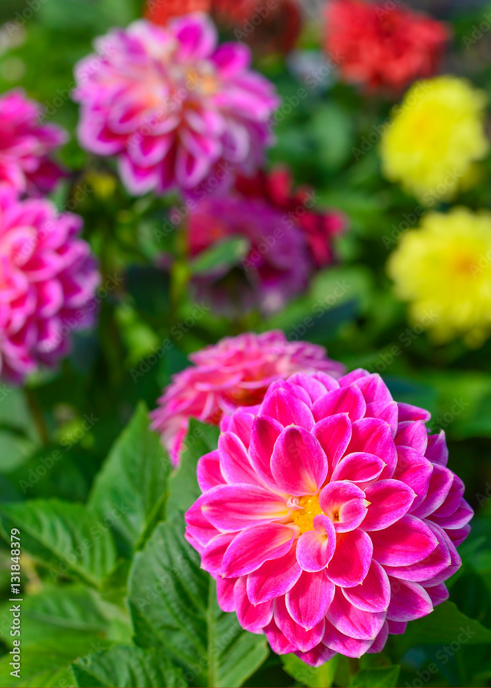 Purple flowers in the garden in selective focus for the backgrou Purple flowers in the garden in selective focus for the backgrou