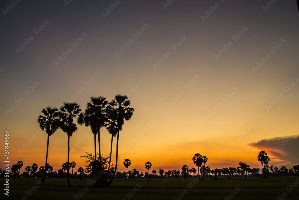 Sunset Rice Thailand Phetchaburi.