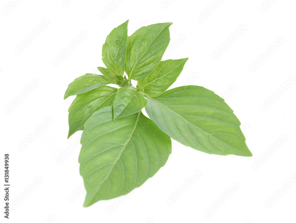 Sweet basil leaves isolated on white background Sweet basil leaves isolated on white background