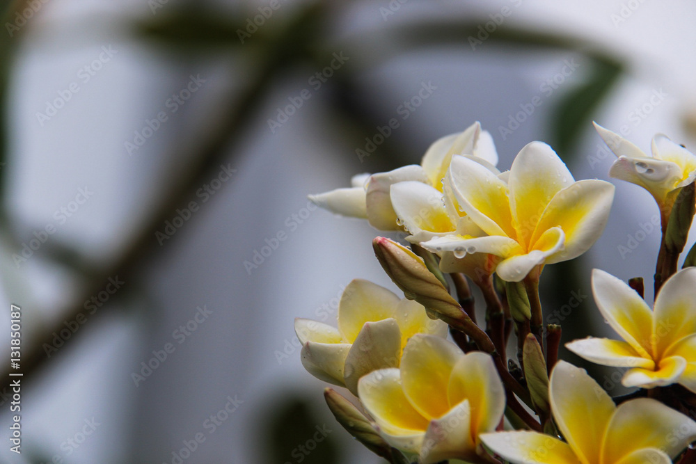 Obraz premium Plumeria flower blooming in the morning.