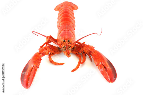 single cooked red lobster isolated on white background