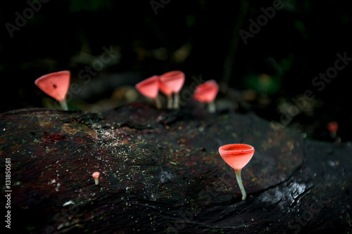 Mushrooms orange fungi cup ( Cookeina sulcipes ) on decay wood,