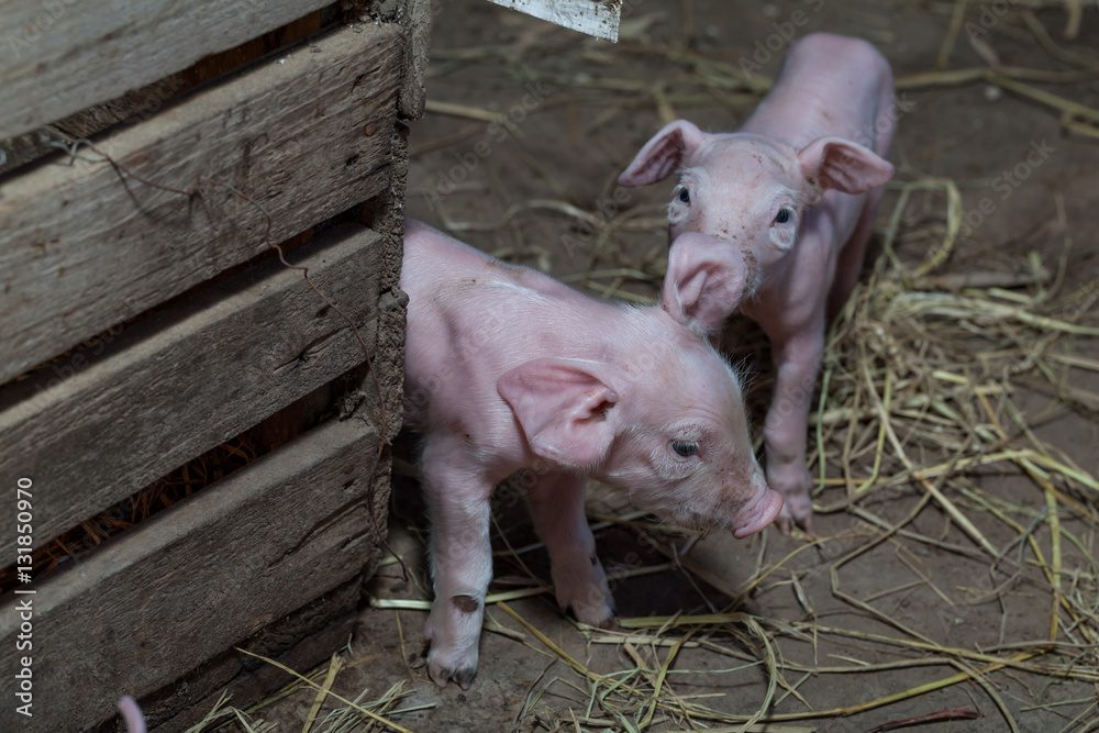 Newborn piglet Walk inside the pigsty
