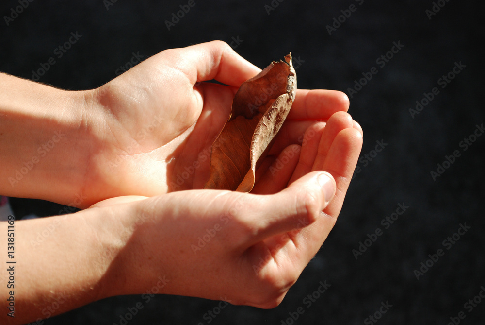 Hands holding a delicate leaf Hands holding a delicate leaf