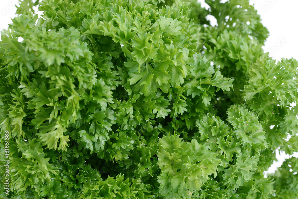 Bunch of fresh green curly parsley. Isolated on white background