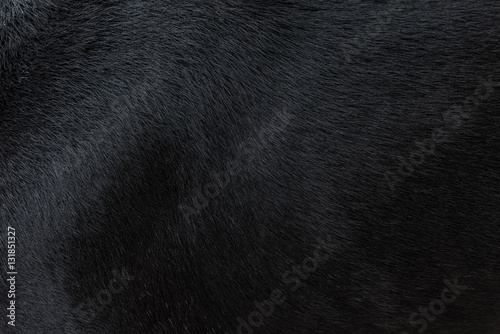 Dog fur texture photo