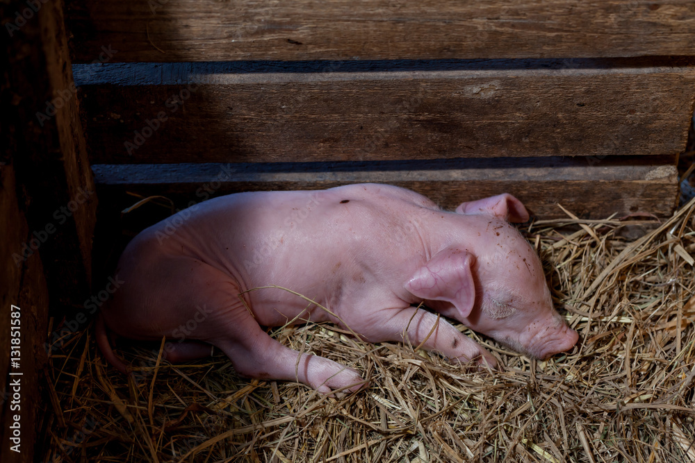 Piggy newborn sleeping in a pigsty for newborn pig. Piggy newborn sleeping in a pigsty for newborn pig.