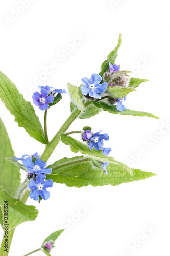 Blue wild comfrey (cynoglossum virginianna) flowers photo