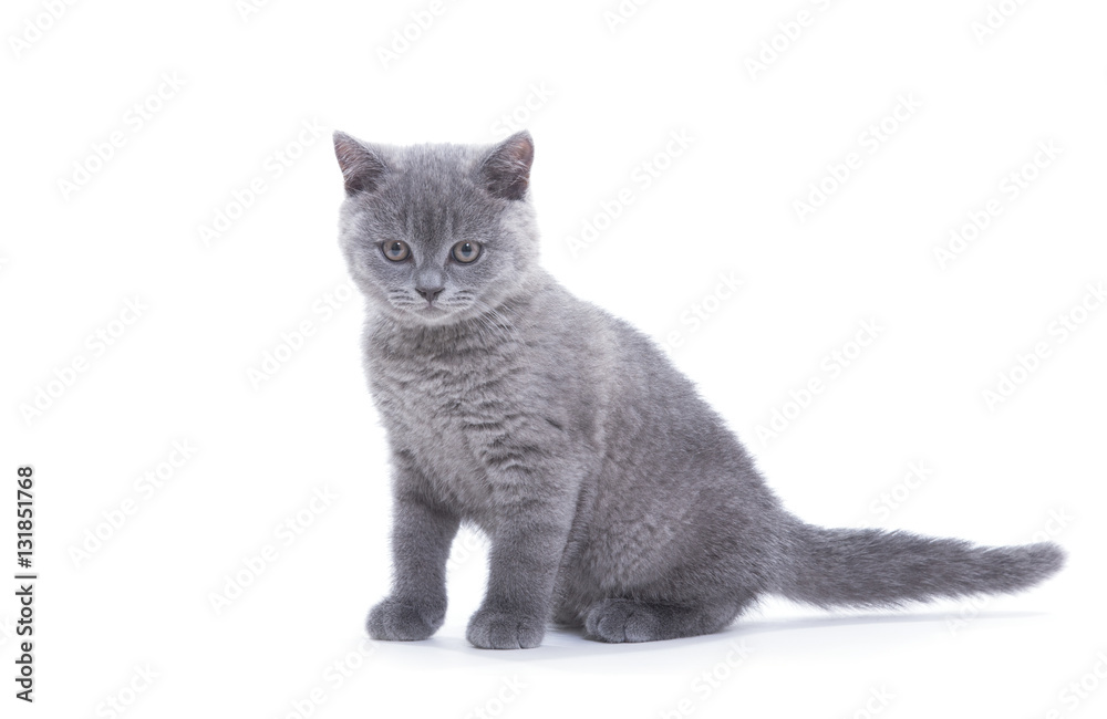 Obraz premium small british kitten on the white background