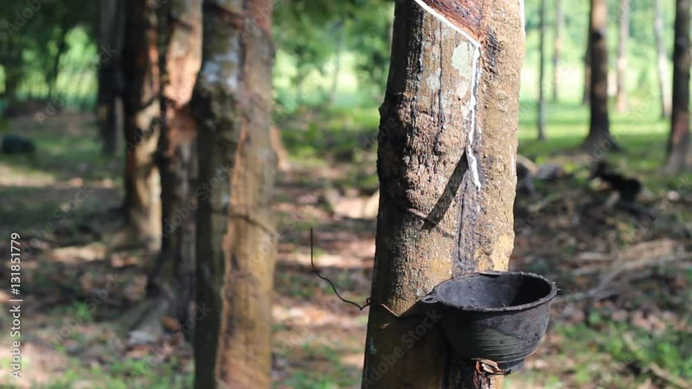 Collecting rubber latex flowing from rubber tree drop into plastic bowl Collecting rubber latex flowing from rubber tree drop into plastic bowl
