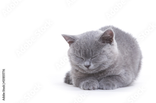 small british kitten on the white background