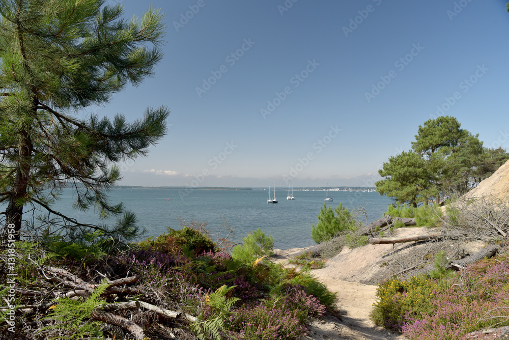 Shore of Brownsea Island in Poole Harbour, Dorset