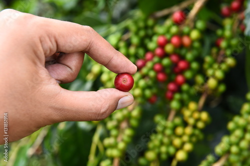 Coffee beans ripening on a tree.