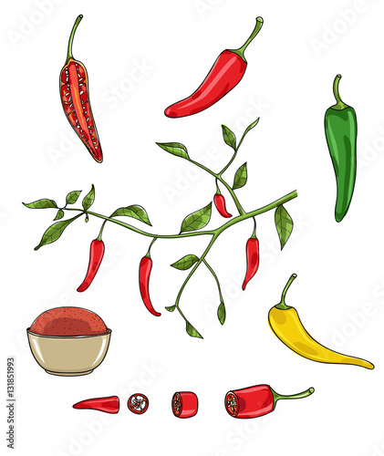 chilli peppers vector set art illustration