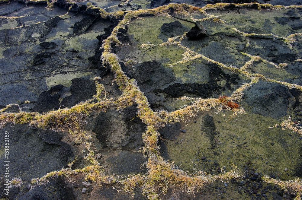Tropiques - Pelouses sur coulée de lave du littoral Tropiques - Pelouses sur coulée de lave du littoral
