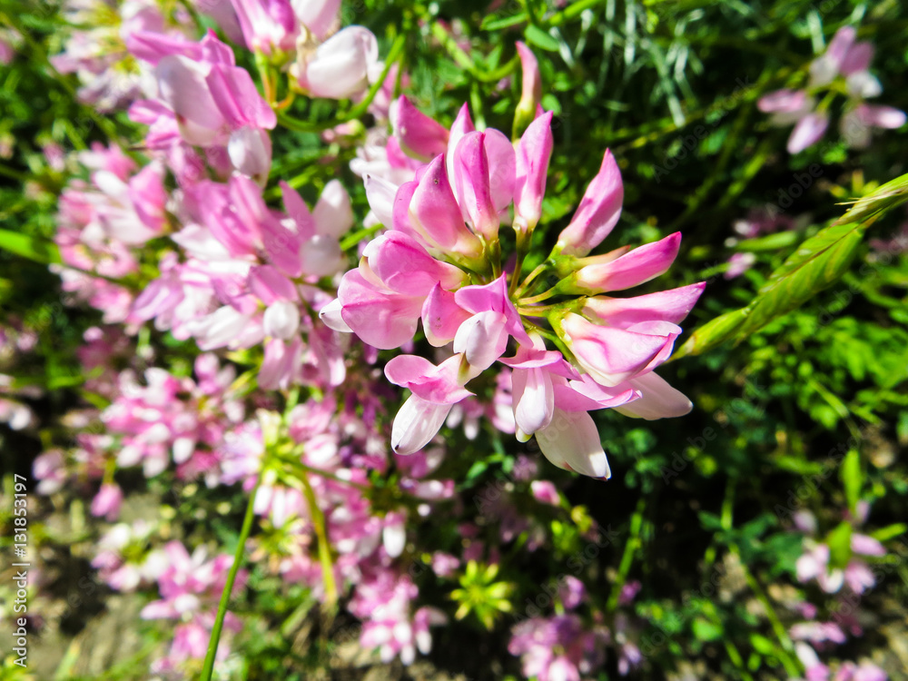 Crown vetch on a meadow Crown vetch on a meadow