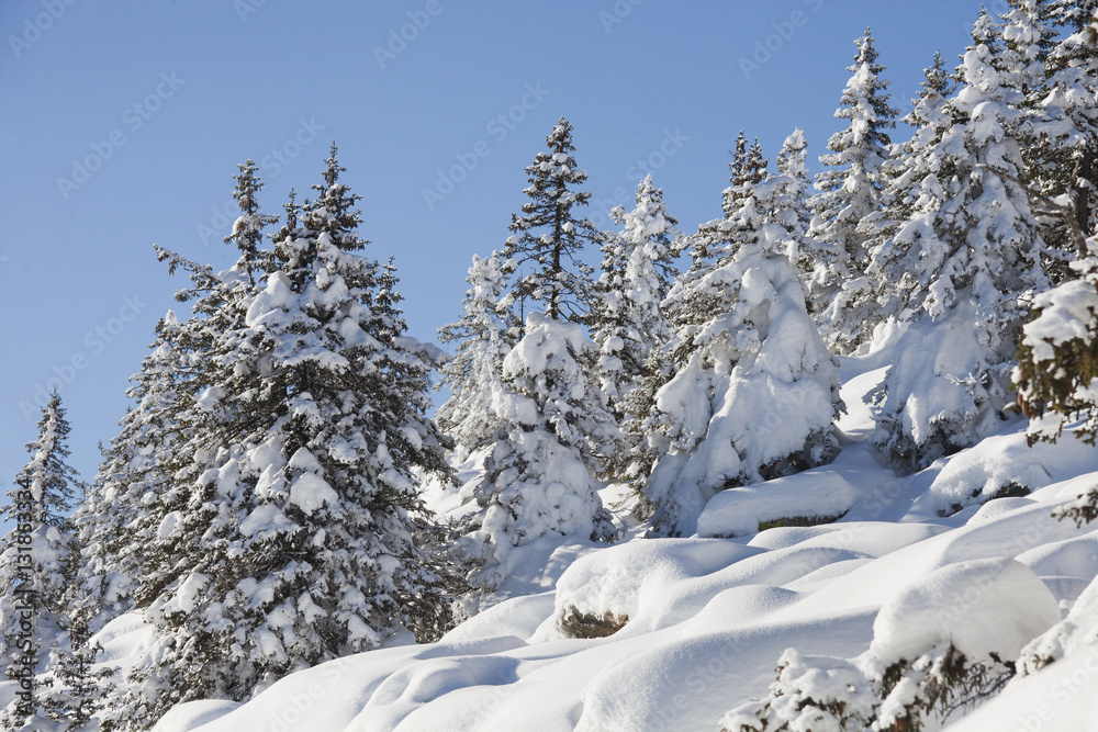 Winter forest. Snow covered spruces. Winter forest. Snow covered spruces.