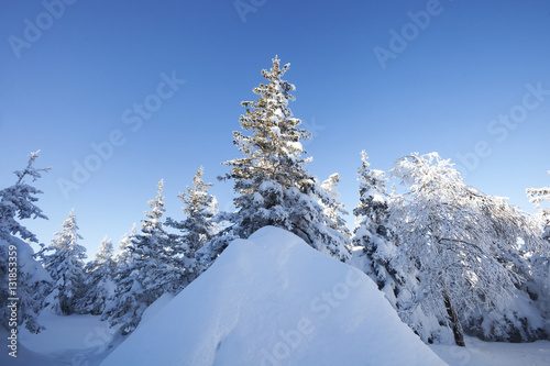 Winter forest. Snow covered spruces. © Crazy nook