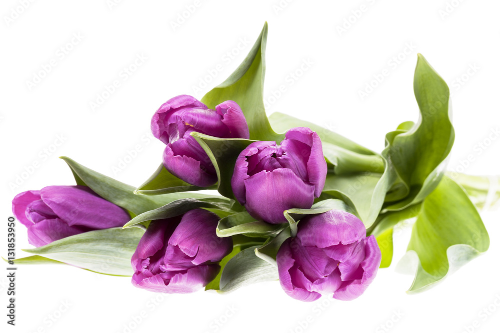 Bouquet of violet spring flower tulips isolated on white background Bouquet of violet spring flower tulips isolated on white background