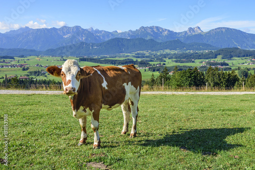Slika na platnu Kuh auf einer Weide mit Bergpanorama