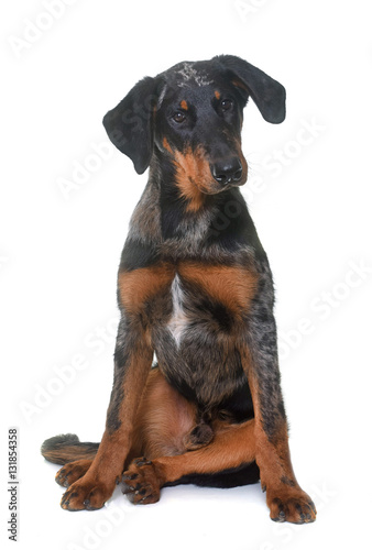 young beauceron in studio © cynoclub