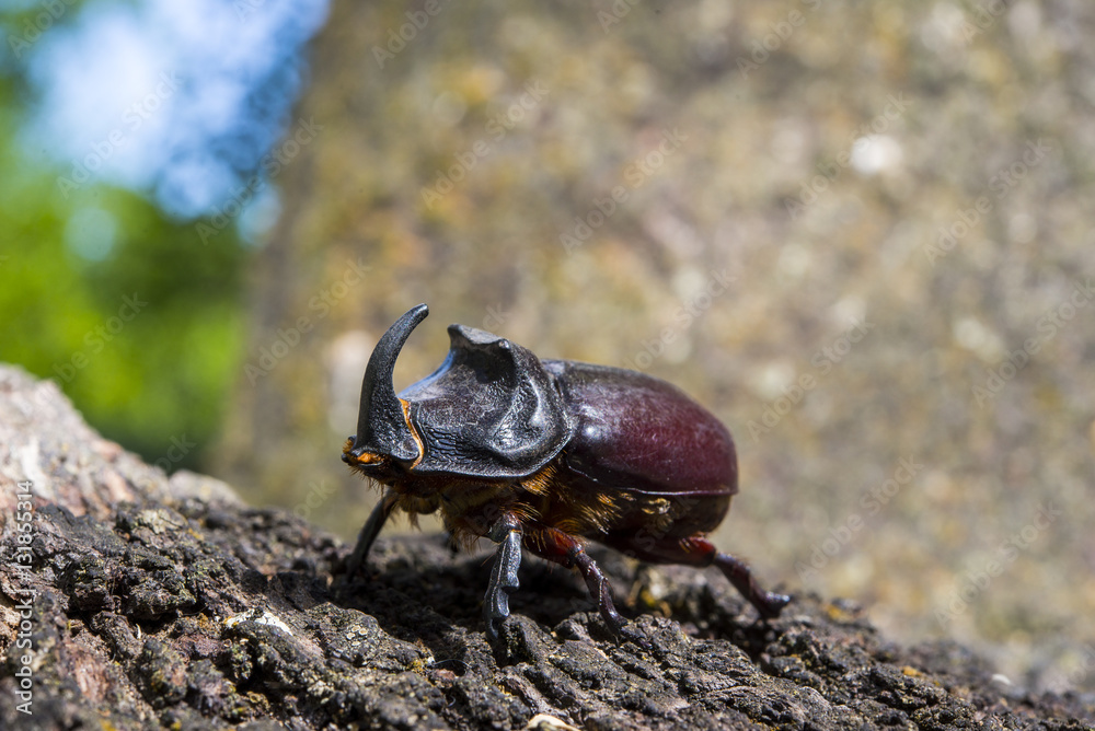 Side view of an adult male of European rhinoceros beetle, Oryctes nasicornis, a large flying beetle belonging to the family Scarabaeidae. Photo taken in Ciudad Real Province, Spain Side view of an adult male of European rhinoceros beetle, Oryctes nasicornis, a large flying beetle belonging to the family Scarabaeidae. Photo taken in Ciudad Real Province, Spain