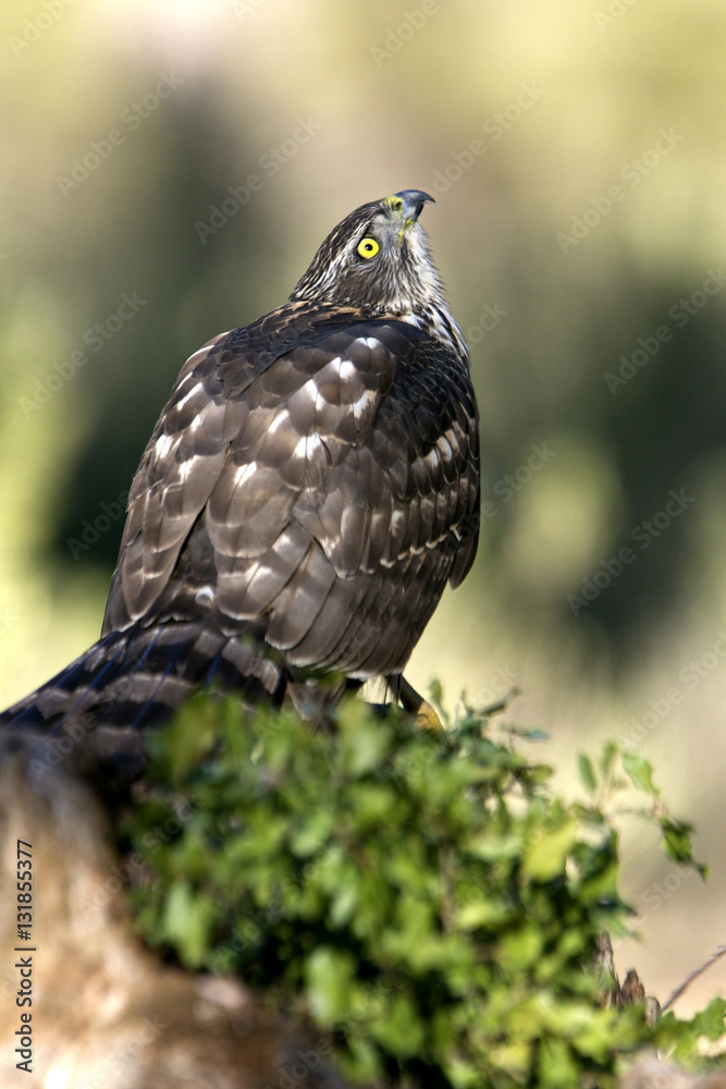 Young female of Northern goshawk. Accipiter gentilis Young female of Northern goshawk. Accipiter gentilis