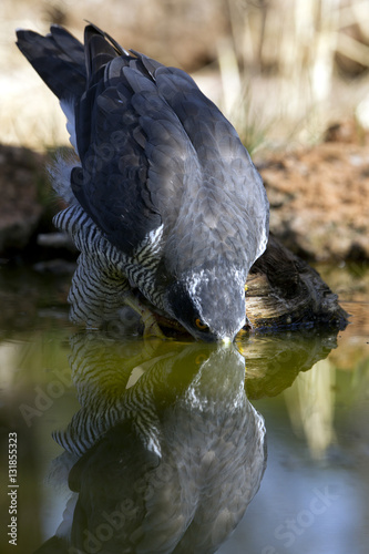 Adult male of Northern goshawk drinking in water hole in summer. Accipiter gentilis
