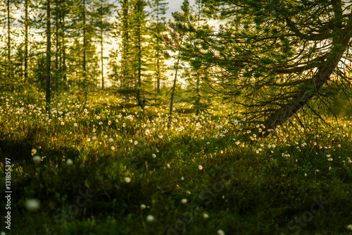A beautiful bog landscape with cottongrass in sunset
